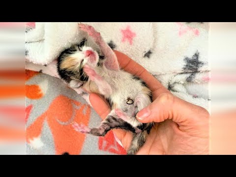 Tiny Orphaned Kitten Needs Bottle Feeding To Survive Is Thriving In Forever Home