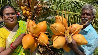 பிரெஷ் இளநீர் பாயாசம் I Fresh Tender Coconut Payasam Recipe Cooking in Village by Sister I FMF
