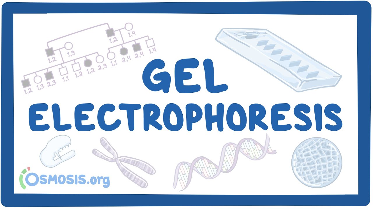 Gel Electrophoresis