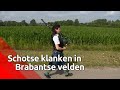 Sylvia Debie is met haar doedelzak een aparte verschijning in de Brabantse velden