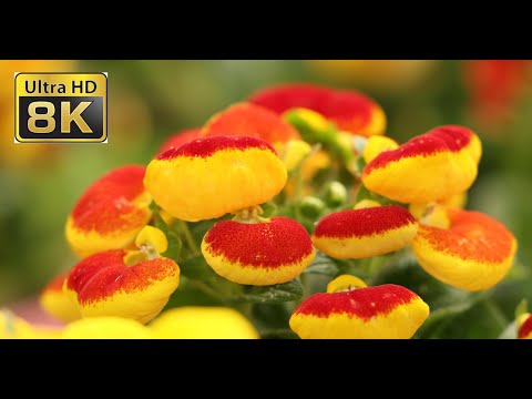 8K ULTRA HD – The Most Beautiful Flowers Collection | Amazing nature | Flower Blooming Time Lapse