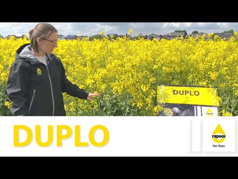 RAPOOL variety presentation DUPLO