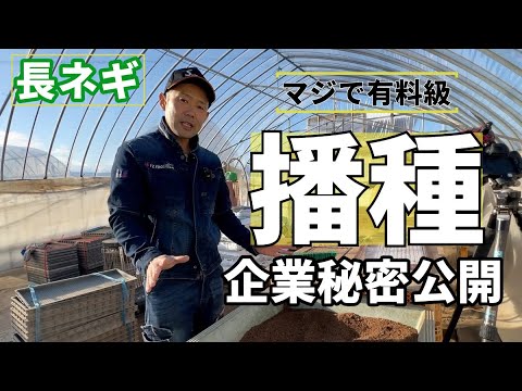  2024年の夏ネギの種まきはいつ?それを行う方法と苗の温度はどれくらいですか？  庭園