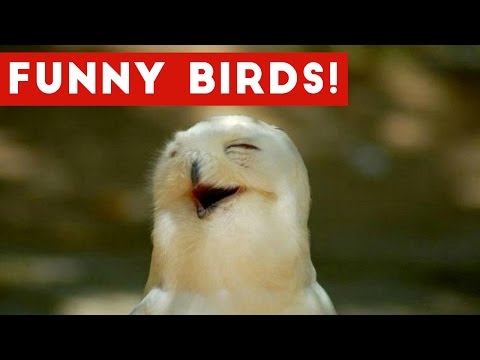 Funny Parrot & Bird Videos Weekly Compilation November 2016 | Funny Pet Videos