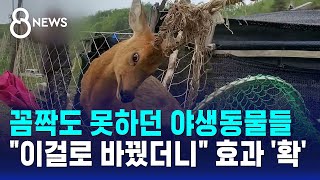 꼼짝도 못하던 야생동물들..이걸로 바꿨더니 효과 '확' / SBS 8뉴스