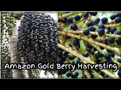 Amazon Gold Berry farming and Harvesting ll সোনার থেকে মূল্যবান এই ফল ll Acai Berry factory process.