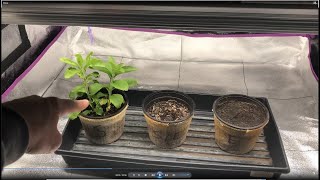I Grew Stevia and Learned a Few Things by Accident