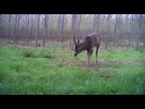 Big Medal Class Roebuck, Filmed On Trail Camera, Cotswolds, England