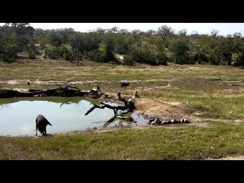 Djuma: Nyala bull 05/26/18