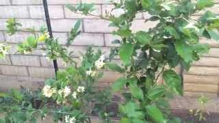 High Density Espalier Gardener - Tour of my Garden in Zone 9b - 05-30-15 Update