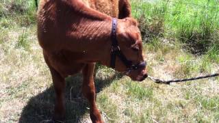 Teaching Our Calf To Lead - Part 5 of 6