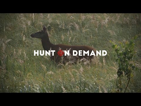 Rotwildjagd in Rothemühl – jagenNRW Hunt on Demand Trailer