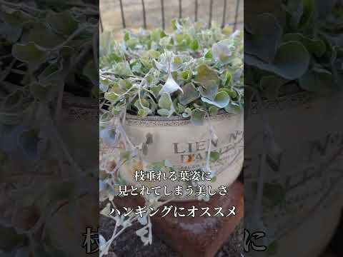 ベルガモットの木、低木、香りのよい葉、ポット、南向きのオープン グラウンド ガーデン