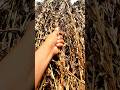 Sesame Before Threshing Shorts