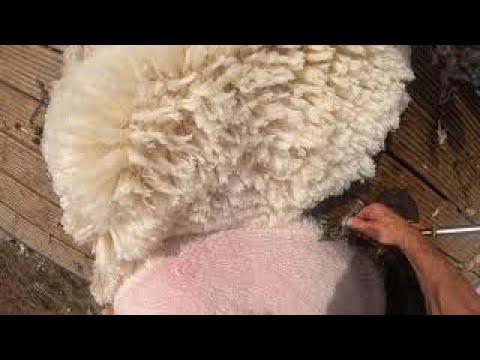 How to shear sheep, go pro view