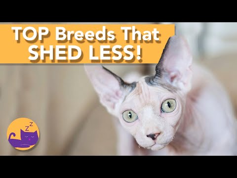 TOP Least Shedding Breeds and Hypoallergenic Cats!