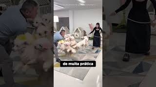 ESSA É A PRIMEIRA ESCOLA PARA CACHORROS