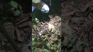 preview picture of video 'Tarantula Spider in the Amazon Rain Forest Juergen Schreiter #1001Trips #Amazon #Spider'