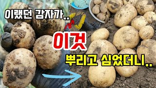 감자더뎅이병 토양병으로 감자수확을 포기했던 감자밭 이것 뿌리고 심으면 크고굵은감자 수확해요 #감자더뎅이병 #…