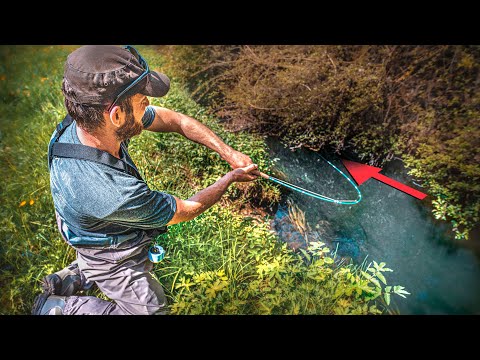 Ein uralter Monsterfisch lebt in diesem winzigen Fließ