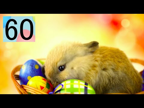 Easter Bunny Approved Our 1 Minute Countdown Timer