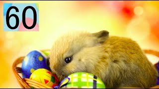 Easter Bunny Approved: Our 1-Minute Countdown Timer