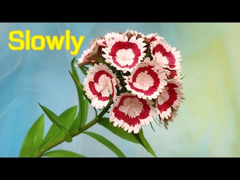 ABC TV | How To Make Sweet William Paper Flower (Slowly)- Craft Tutorial