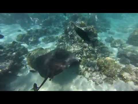 Lagonarium du Motu Ahi, Polynésie Moorea