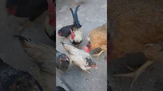 Galinhas Alimentando - Alimentação de Galinhas - ( Parte 295 )