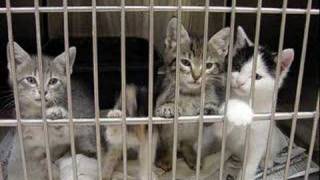 God Help The Outcast - Shelter Animals