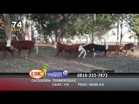 Lote 110 Terneros/as en Goya, Corrientes
