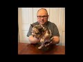 French Bulldog dogs for sale: Force  - Video 2