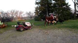 preview picture of video 'Bennett Buggy, Hoover Wagon: Ox Tows Disabled Lawn Tractor'