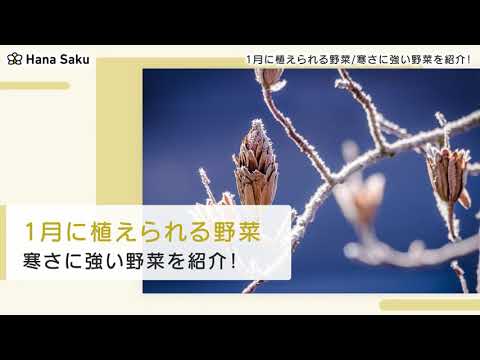 1月に菜園に種をまく野菜は何ですか
