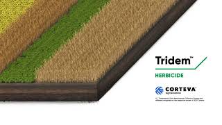 Tridem™ Provides Cross Spectrum Control & Crop Rotation Freedom | Corteva Agriscience Canada