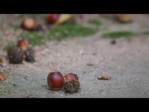【第二十三回】近道の山道