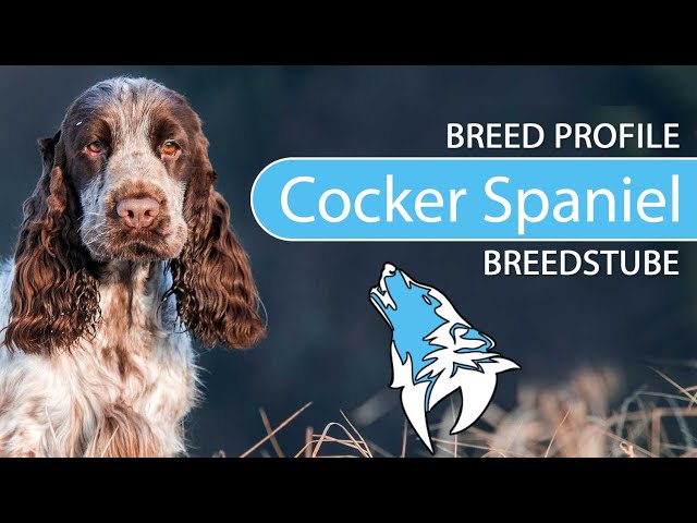 הגיית וידאו של English cocker spaniel בשנת אנגלית