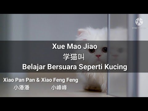 学猫叫 Xue Mao Jiao - Xiao Pan Pan & Xiao Feng Feng (Lirik & Terjemahan Indonesia)