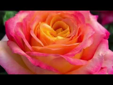 The Best Thanksgiving Song Ever - The Power Of Gratitude with Lyrics