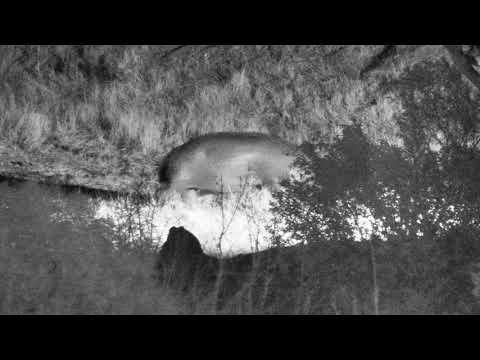 Djuma: Hippo walks through the dry big dam area - 19:37 - 10/04/18