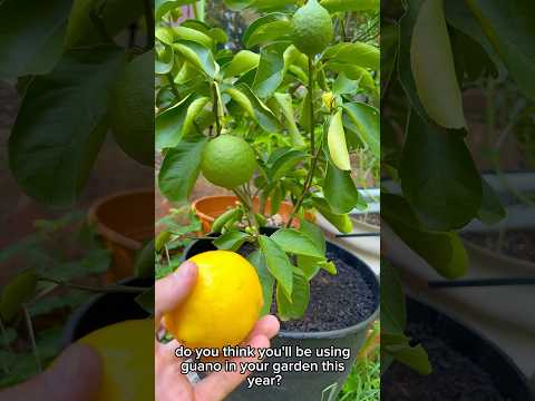 Did You Know Can Collect Bat Poop and Use It?? #gardening #fruit #growyourownfood #garden