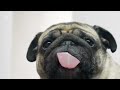 Dog Licking Screen
