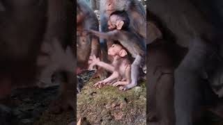 Download lagu Really tiny cute baby monkey life with great mom care well #shorts mp3