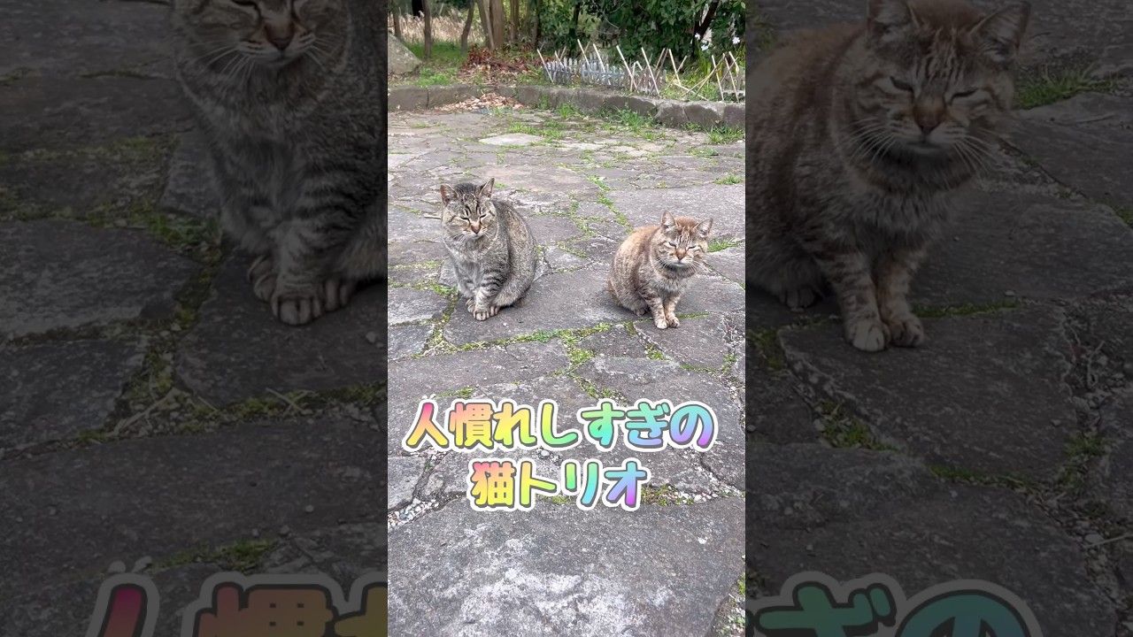 #shorts #賃貸 #不動産