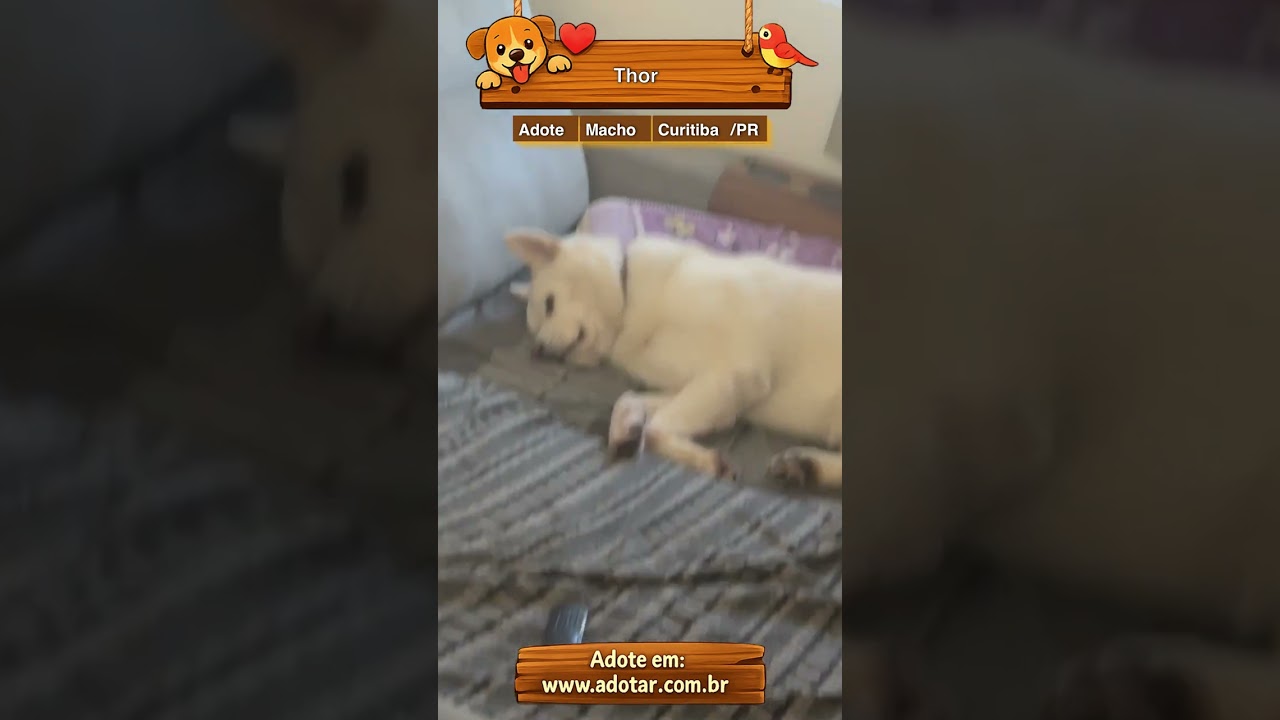 Cachorro raça SRD-ViraLata idade 6 ou mais anos nome Thor