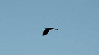 preview picture of video 'Sea Eagle in flight in Arctic Norway'