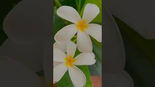 The nature of love ❤️ #naturevideography #flowers #shorts #ytshorts #trendingshorts #viralvideo