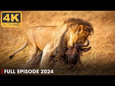 WILD NAMIBIA