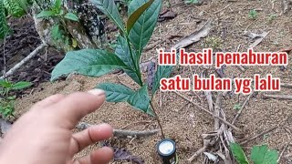 Download lagu review of the results of dolomite sowing one month ago mp3 Download lagu review of the results of dolomite sowing one month ago mp3