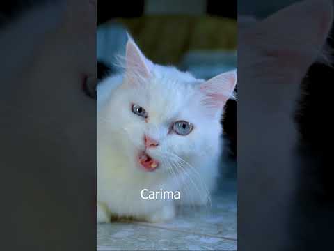 Carima. Karima. كريمة